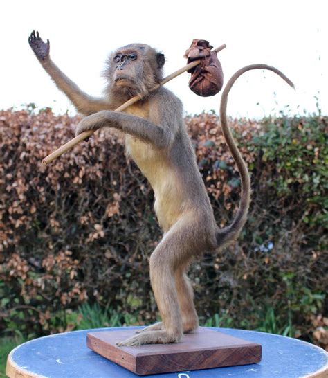 Late 19th Century Humorous Taxidermy Spider Monkey At 1stdibs