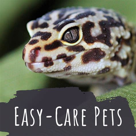 10 Small Low Maintenance Pets That Are Easy To Take Care Of Pethelpful