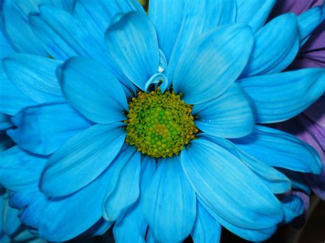 Beautiful Blue Flower Weneedfun