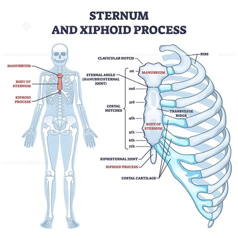 Sternum And Xiphoid Process With Breastbone Bone Structure Outline Diagram Labeled Educational