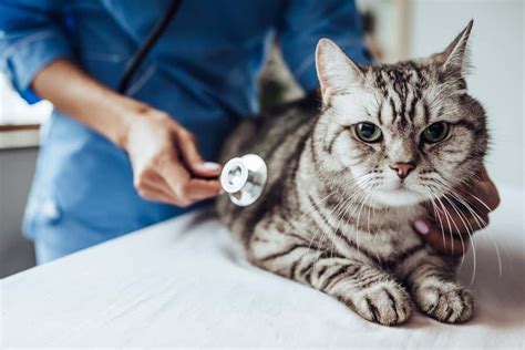 Cat Seizures Signs Causes And What You Should Do