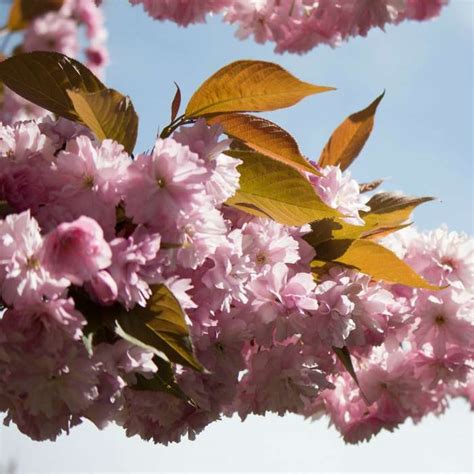 Prunus Kanzan Cherry Blossom Tree 9l 14l Pot Sales Shop
