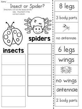 Insect Or Spider Cut And Paste Sorting Activity By JH Lesson Design