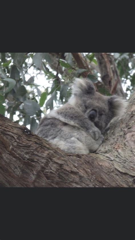 Pin By Jean Wiens On Cuties Koala Bear Animals Beautiful Koalas