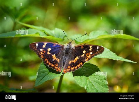 Lesser Purple Emperor Butterfly Apatura Ilia Stock Photo Alamy