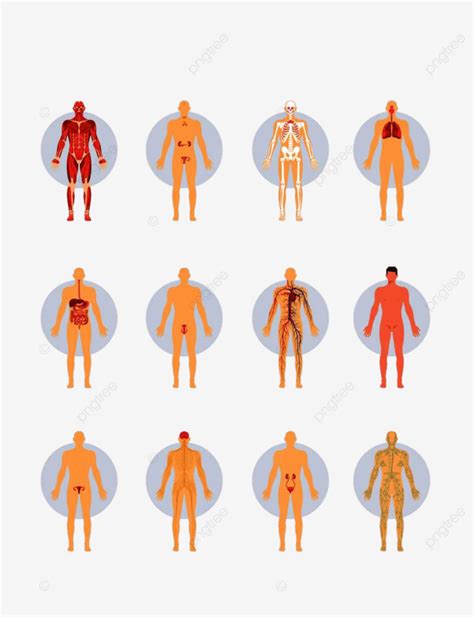 Infografía Médica De Sistemas De órganos Biológicos Del Cuerpo Humano