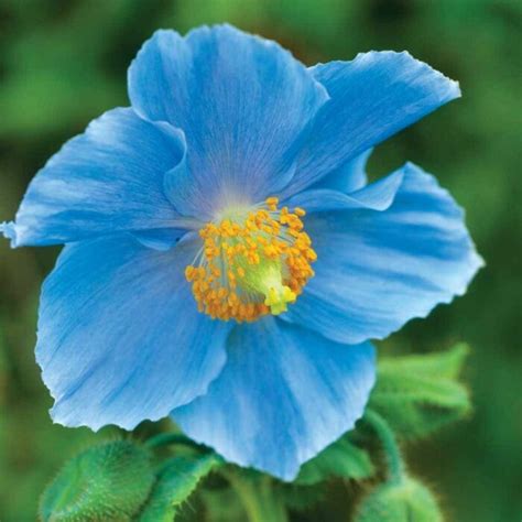 Top 28 Beautiful Types Of Blue Flowers With Names And Pictures