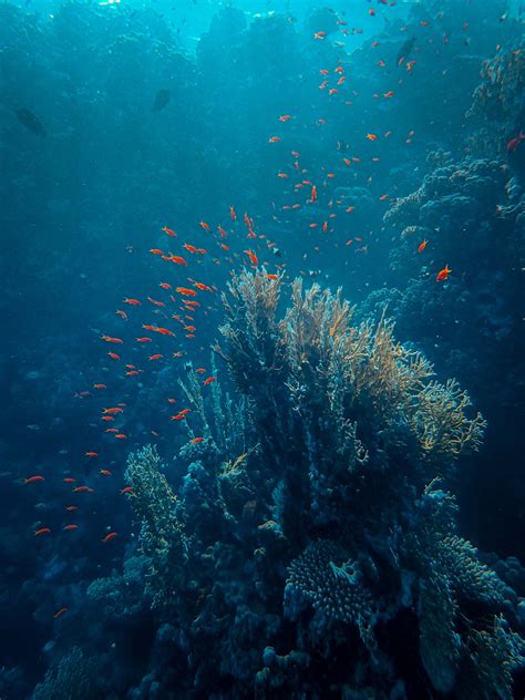 Download Wallpaper 3000x4000 Sea Fish Corals Depth Underwater Hd