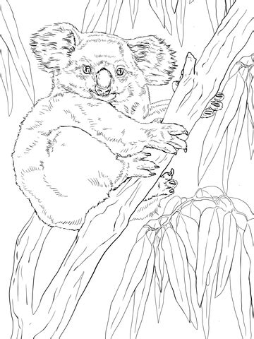 Koala on Eucalyptus Tree coloring page | SuperColoring.com