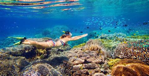 From Cairns Great Barrier Reef Snorkeling And Diving Tour Getyourguide