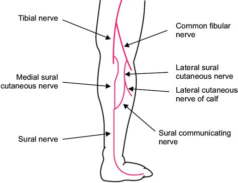 Lateral Cutaneous Nerve Of The Calf Download Scientific Diagram