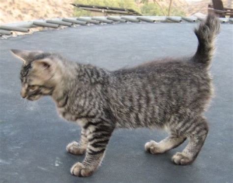 Manx Cat Images Full Mainecoon Kittens Ny