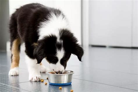 May 26, 2021 · best dog food for border collies 1. 12 Best Dog Food for Border Collies - A Must-Read Guide ...