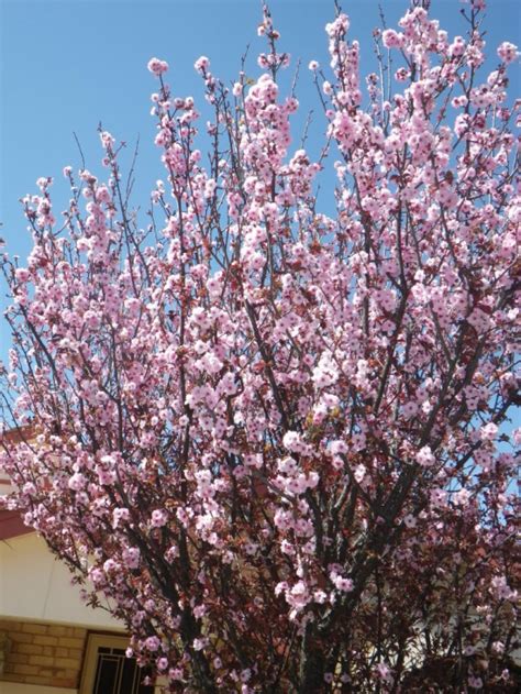 Buy plum trees and get the best deals at the lowest prices on ebay! Flowering Plum - Landsdale Plants