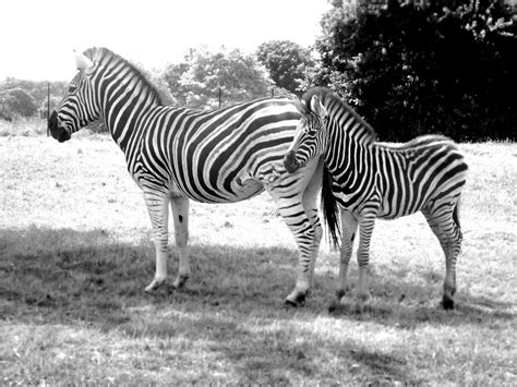 Zebras Zoo Blackandwhite Animal Photography Zebras Animal