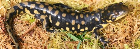 Eastern Tiger Salamander Reptiles Amphibians In Ontario