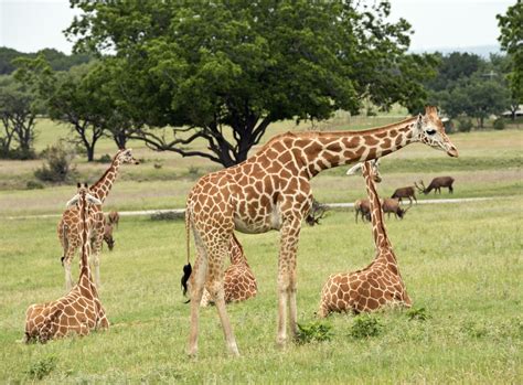7 Reasons The Fossil Rim Wildlife Center Is Amazing