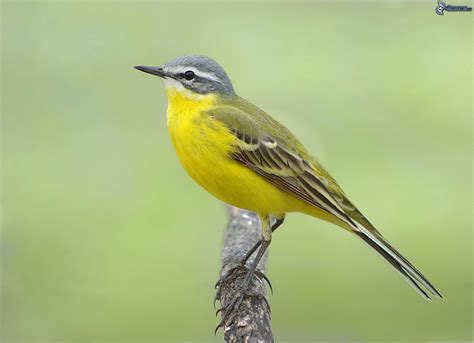 Oiseau Jaune