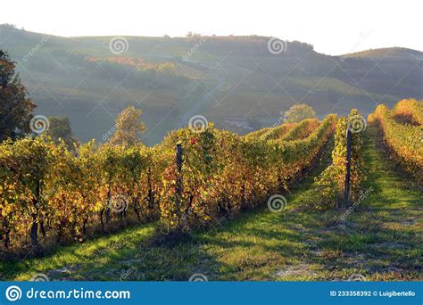View On Colorful Vineyards Of Langhe Roero Monferrato Unesco World