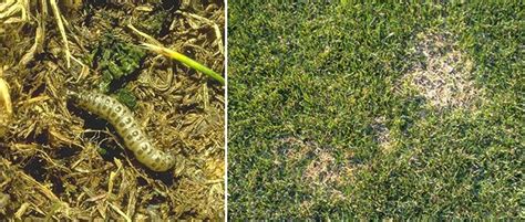 Watch Out For Sod Webworms In Lawns Gill Garden Center Landscape Co