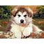 One Alaskan Malamute Puppy  Wallpapers DesiCommentscom