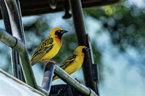 Birds Of Africa A Pair Of Weavers Tanzania Africa Photograph By