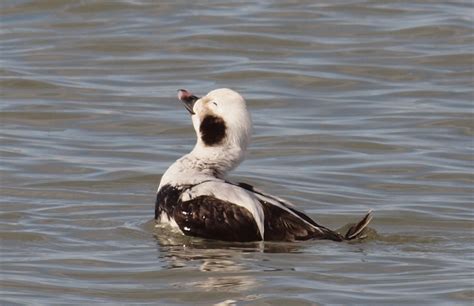 Many ducks are also kept for show, as pets, or for their ornamental value. Birding Is Fun!: Soul Satisfying View