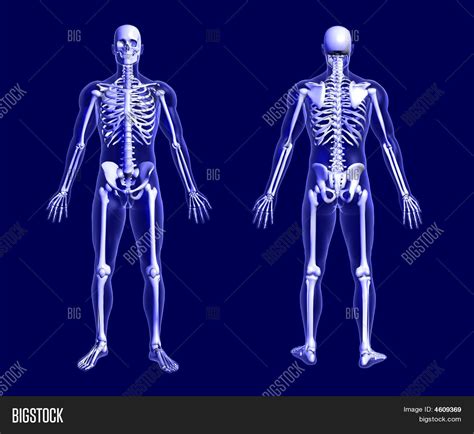 X Ray Skeleton On Blue Image And Photo Bigstock