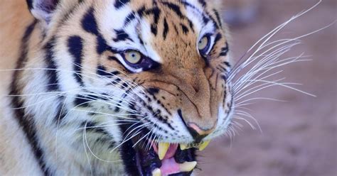 Dos Tigres Tuvieron Un Fuerte Y Feroz Enfrentamiento La Mega