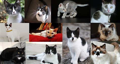What Are The Most Gorgeous Grey And White Cat Breeds
