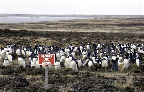 La Población De Pingüinos Que Viven En Los Campos De Minas De Las Islas