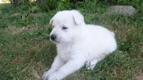 Outstanding Akc Snow White German Shepherd Pup For Sale In Jefferson