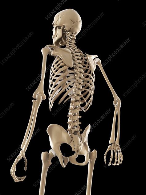 Skeleton Artwork Stock Image F0067461 Science Photo Library