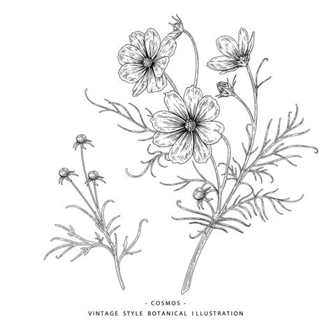 Cosmos Flower Hand Drawn Sketch Botanical Illustrations 2522936 Vector
