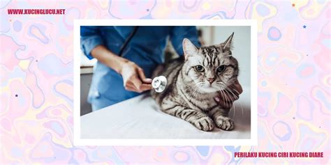 Ciri Kucing Diare Dan Cara Mengatasinya Kucing Lucu Net