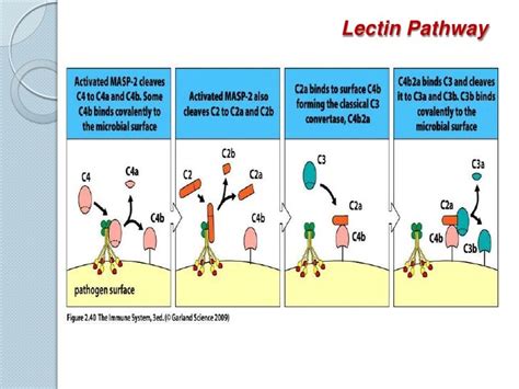 Complement System