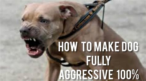 How To Make Dog Become Fully Aggressive With Few Simple Tips Youtube
