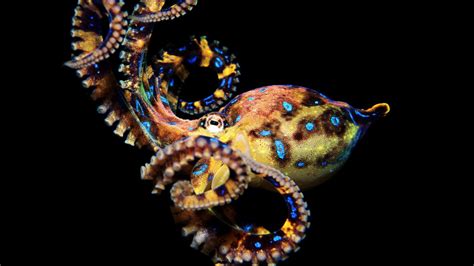 Octopus Wallpaperoctopuscephalopodorganismgiant Pacific Octopus