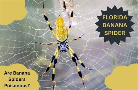 Florida Banana Spider Know All About It Ph Of Banana