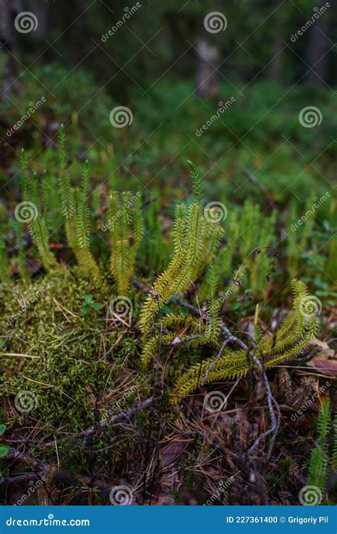 Close Up Of Lycopodium Plants In Taiga Forest Stock Photo Image Of