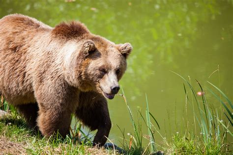 Grizzly Bear Walking Beside Pond · Free Stock Photo