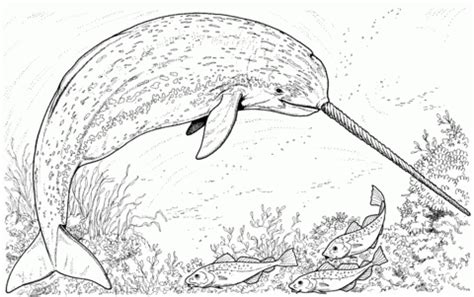 Narwhals are the unicorns of the sea. Get This Printable Narwhal Coloring Pages Online 17696
