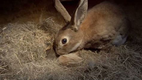 Bbc Two The Burrowers Animals Underground A Rabbits First Meal
