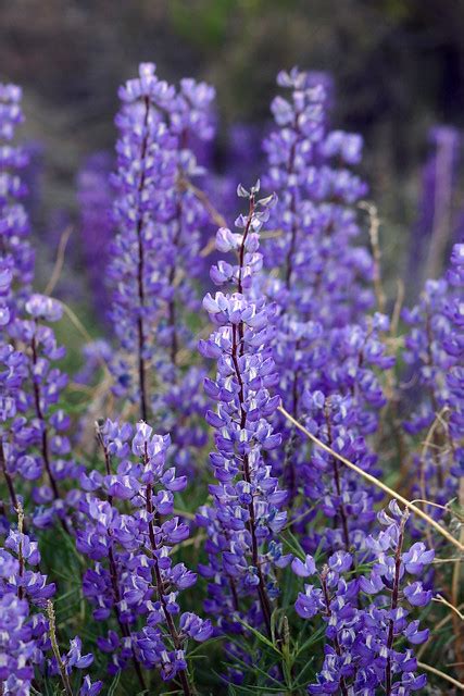 Purple Wildflowers Flickr Photo Sharing