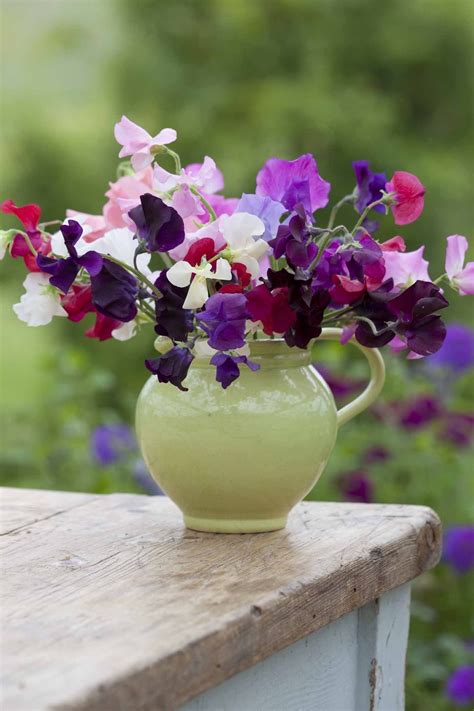 How To Plant Grow And Care For Sweet Peas Sweet Pea Flowers Growing