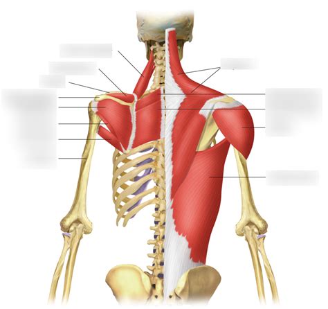 Shoulder Muscles Posterior Diagram Quizlet