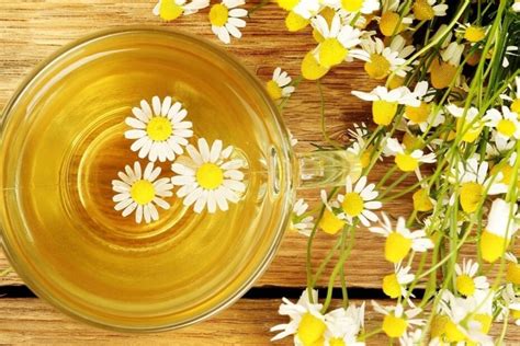 7 Infusiones De Manzanilla Propiedades Medicinales ¡saludable