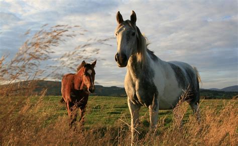 Landscapes Animals Horses High Quality Wallpapershigh Definition