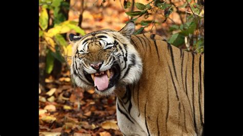 BANDHAVGARH NATIONAL PARK AND TIGER RESERVE UMARIA TIGER ON ROAD TIGER