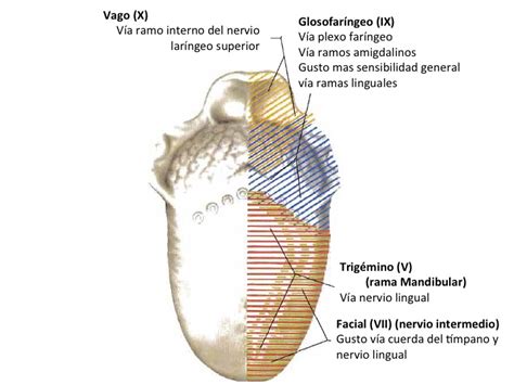 Fcm Unah Anatomía Macroscópica Inervación De La Lengua